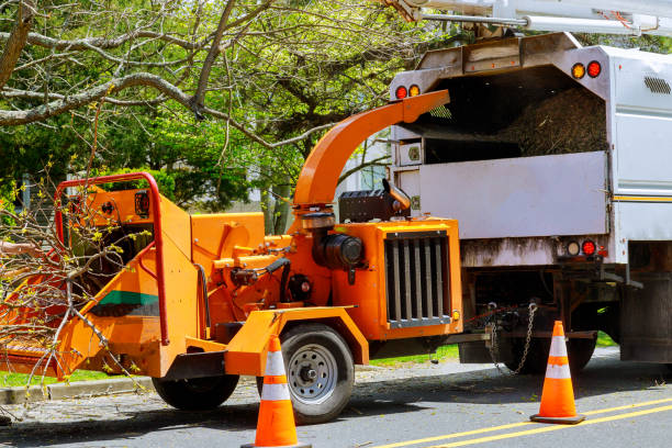 Best Local Tree Services  in Fort Ashby, WV